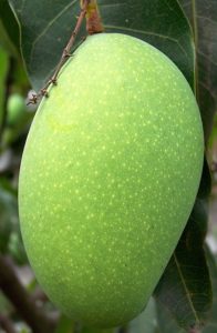 green-mango-1324338-640x960